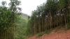 Tiêu đề : Cần tìm đối tác trồnng 300 ha rừng cây keo tại Huyện Lắk - Tỉnh Dak Lak